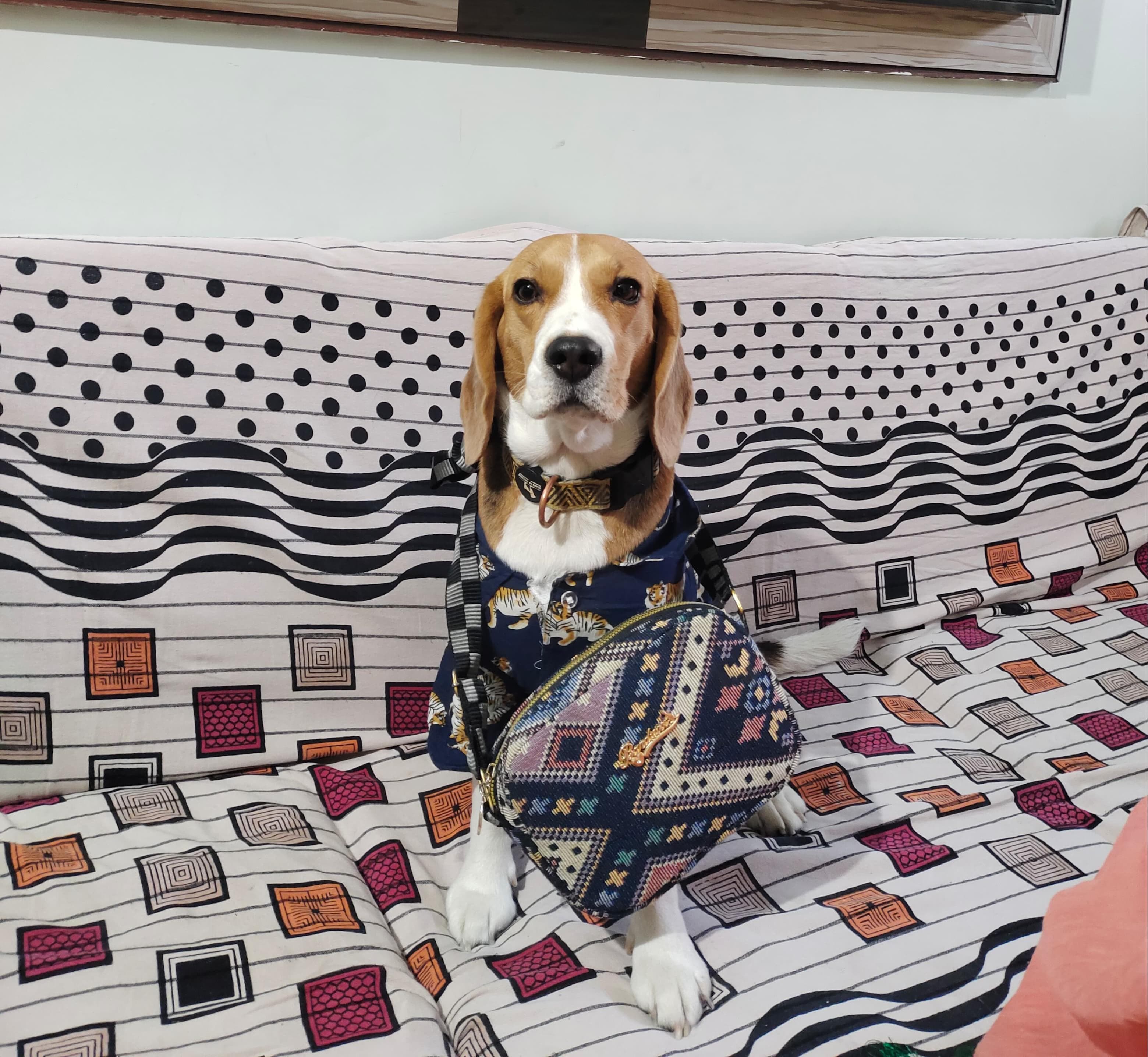 Alexa the Beagle, Chief Pawperations Officer