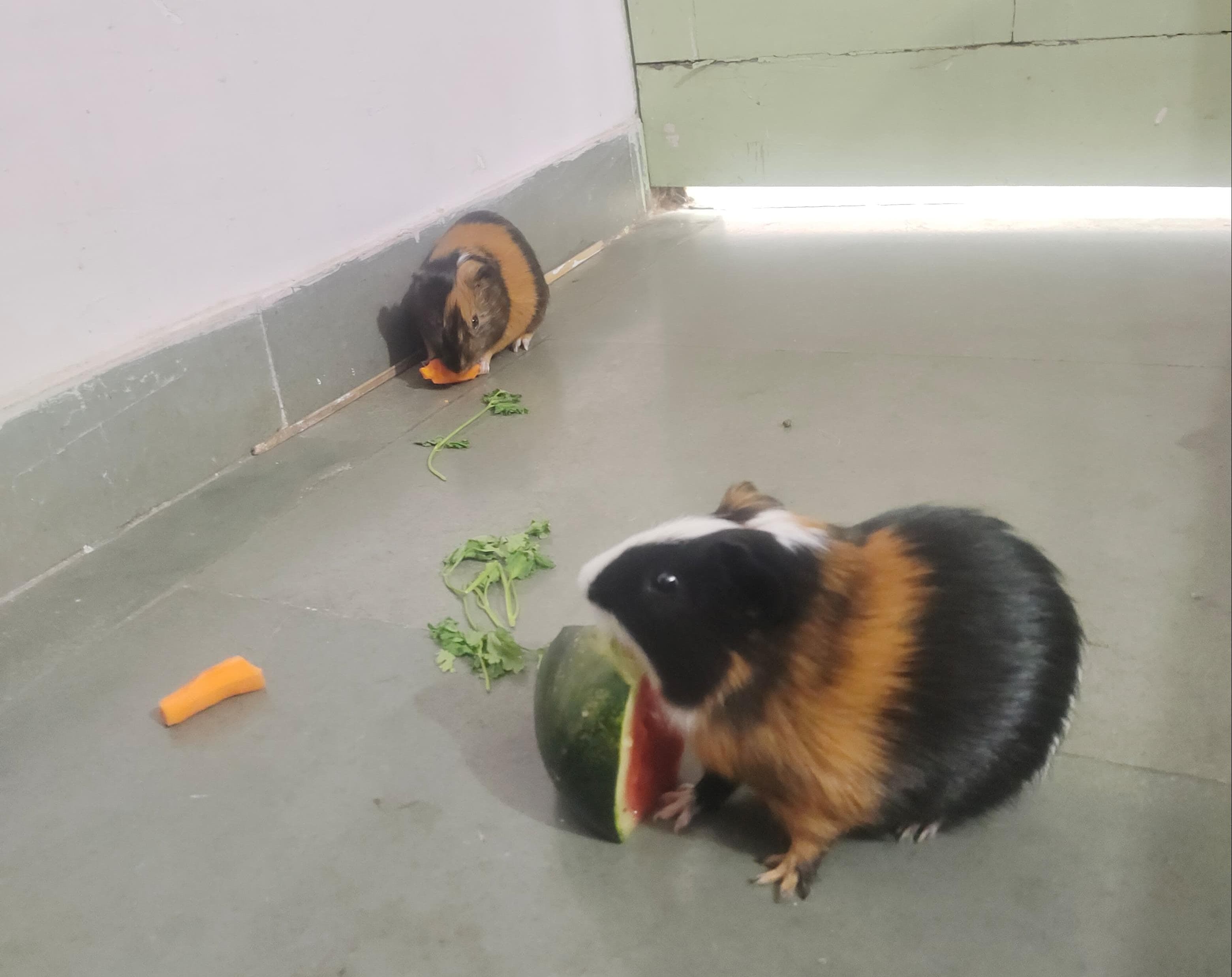 Small pet boarding in Pets nanny Ahmedabad
