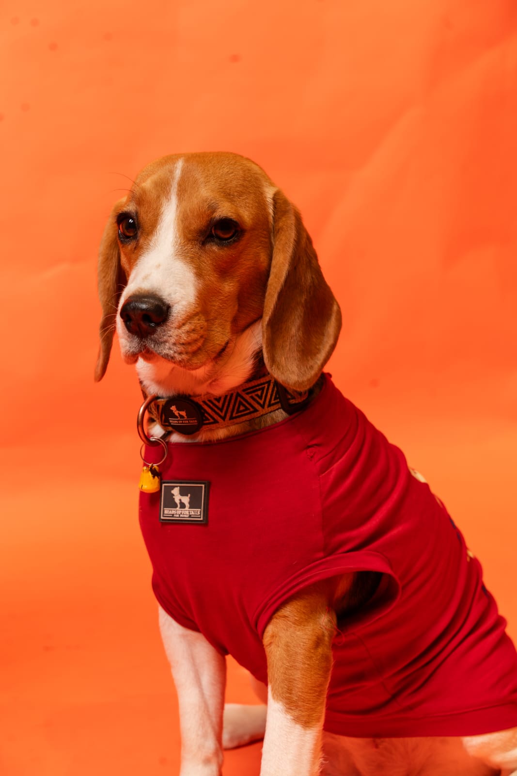 Alexa The Beagle also the Chief Companion Officer of The Pets Nanny Homestay and the most important Alexa is the Soul of The Pets Nanny Homestay Ahmedabad