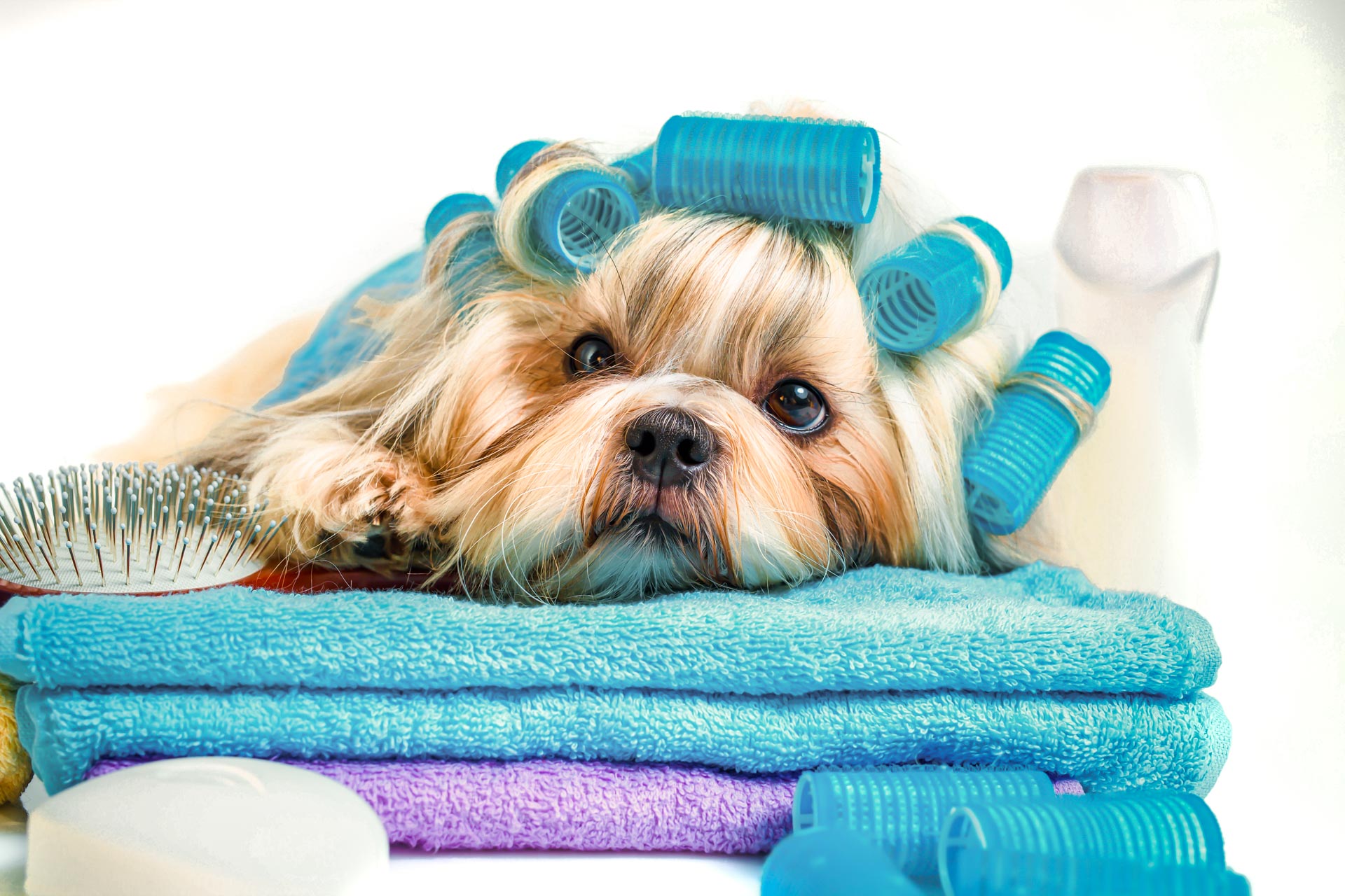 Bath and blow dry of Dogs