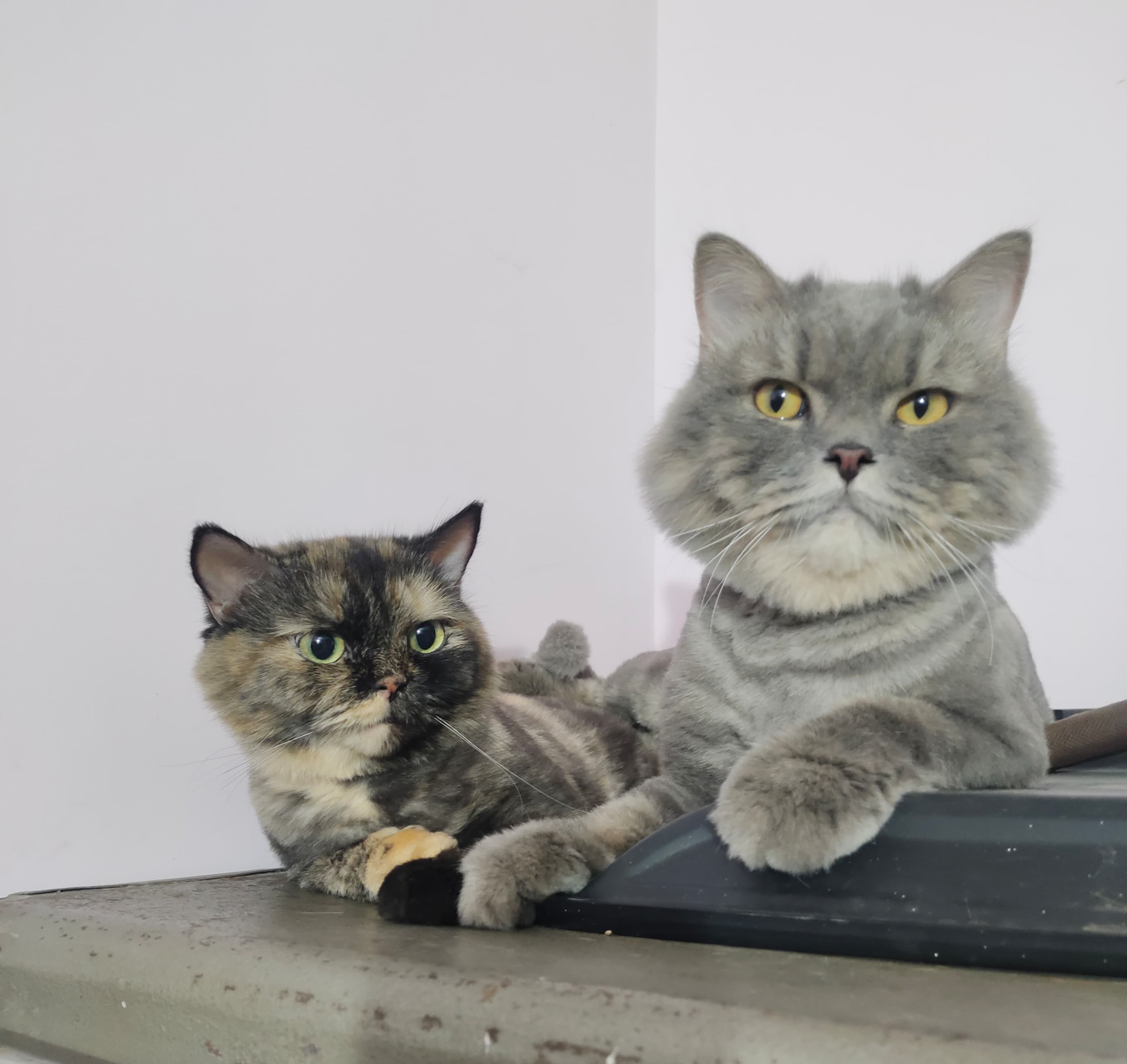 Top Notch home like environment for Cats homestay in Ahmedabad at Pets Nanny
