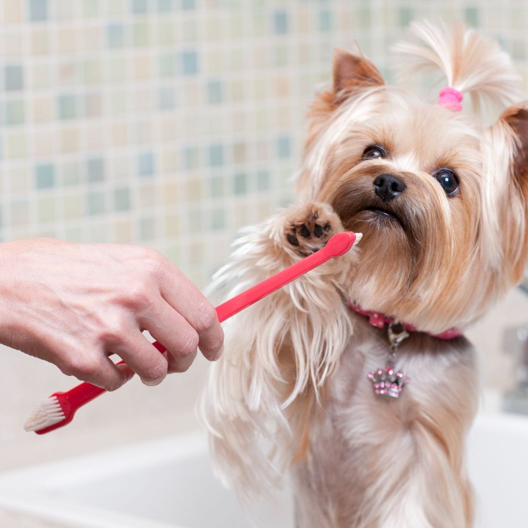 Ear eye teeth cleaning of Small Breeds Only and its free for only Staying Dog