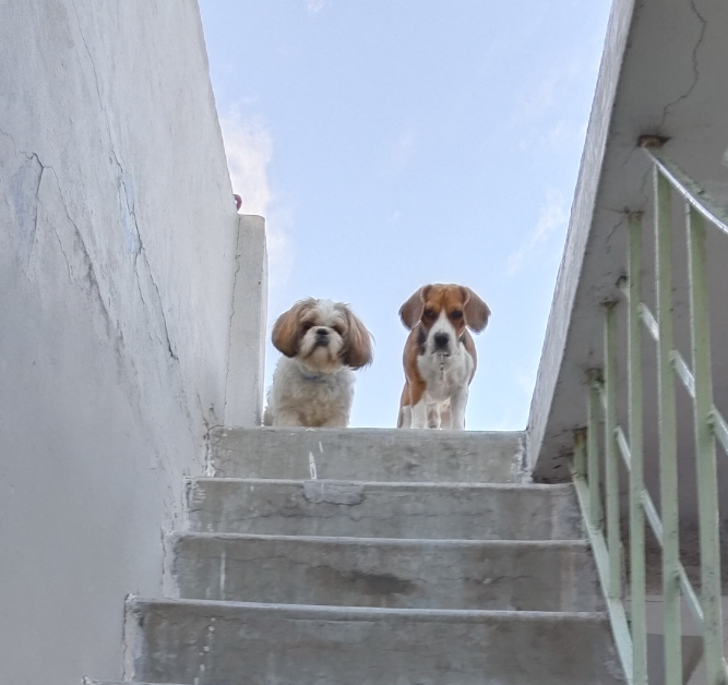 two pets collaborated and planned a trip to terrace alone