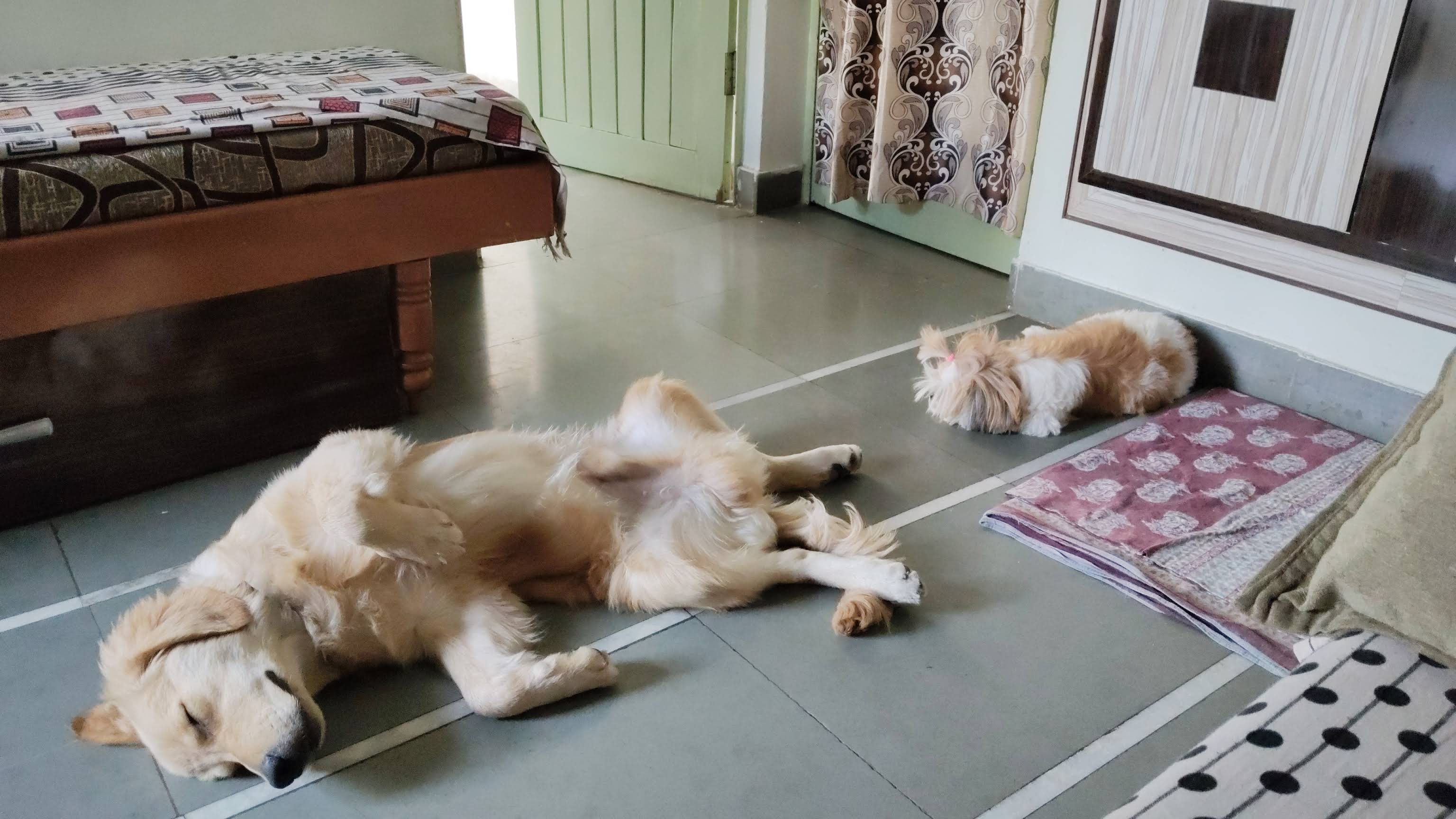 Your Pet is Sleeping peacefully in a Relaxed Environment of Pet's Nanny